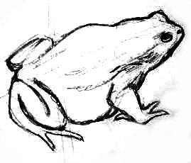 Жаба и роза Гаршин роза