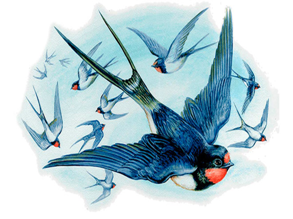 Афанасий Фет ласточки иллюстрации