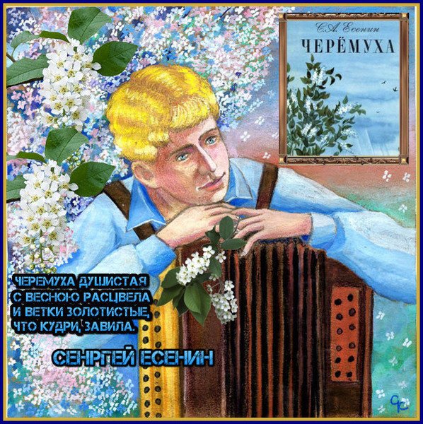 Черемуха Есенин картинки