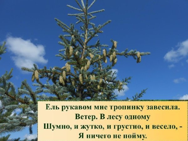 Фет ель рукавом мне тропинку завесила