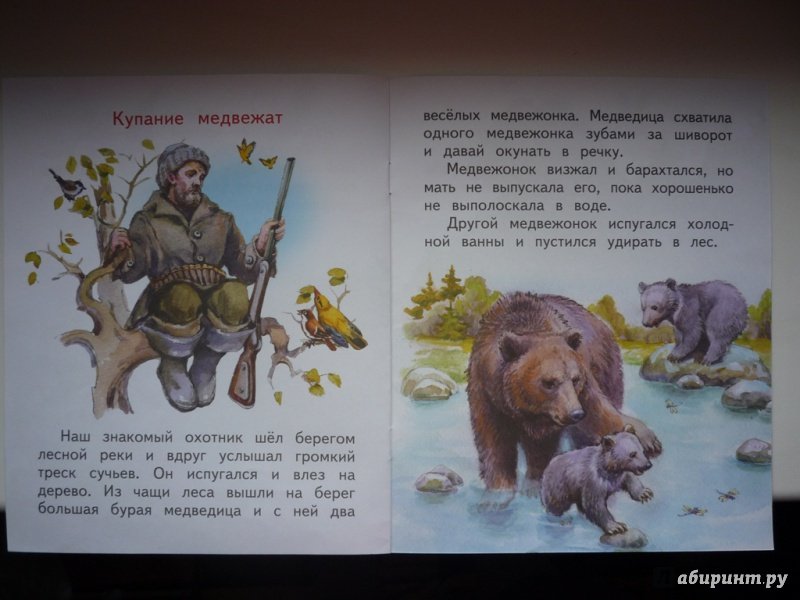 Бианки рассказы купание. Иллюстрации к рассказу купание медвежат Бианки. Рассказ Бианки купание медвежат. Купание медвежат книга.