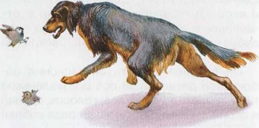 Иллюстрация к произведению воробей тургенев (50 фото)