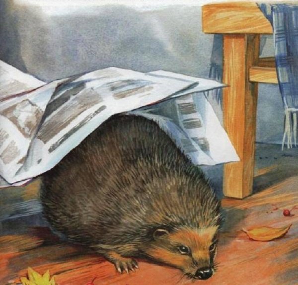 Михаил пришвин рассказ еж