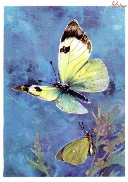 Афанасий Фет бабочка иллюстрация