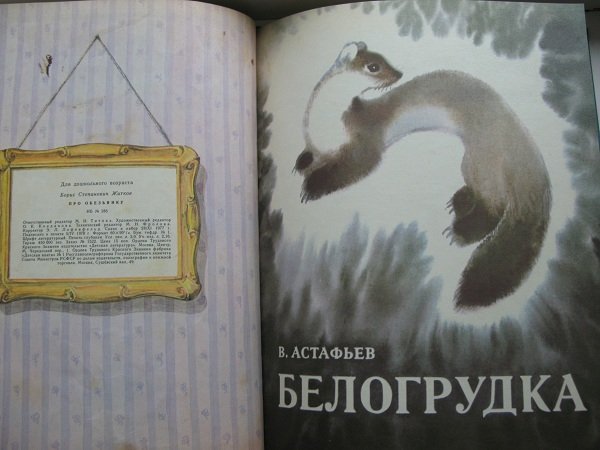 Белогрудка Астафьев