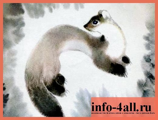 В П Астафьев Белогрудка