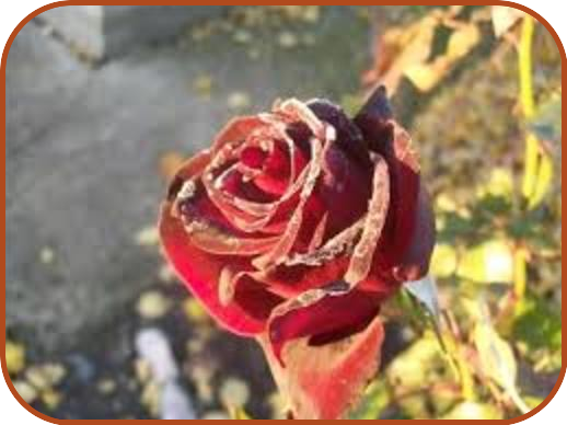 Афанасий Фет осенняя роза