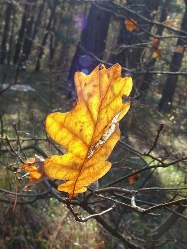 Нарисовать иллюстрацию к стихотворению листок