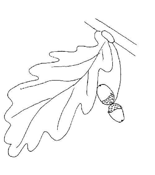 Дубовые листья эскиз