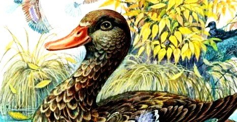 Анюткина утка Бианки