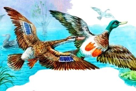 Анюткина утка иллюстрации