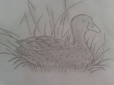 Иллюстрации к рассказу анюткина утка (48 фото)