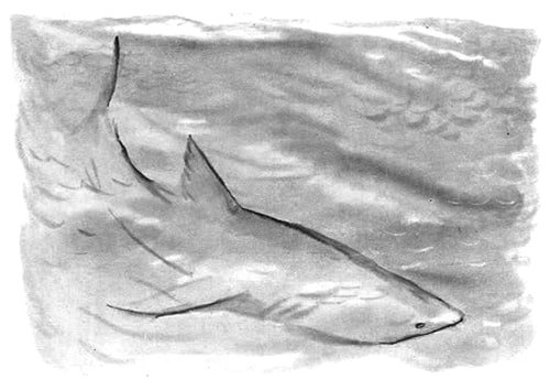 Рассказ Льва Николаевича Толстого акула