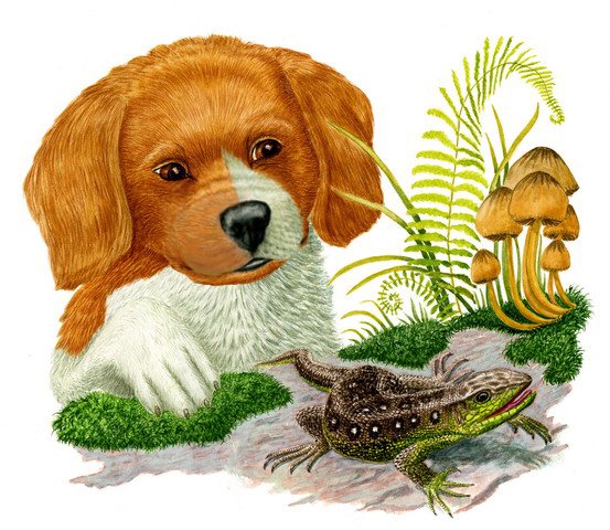 Виталий Валентинович Бианки первая охота