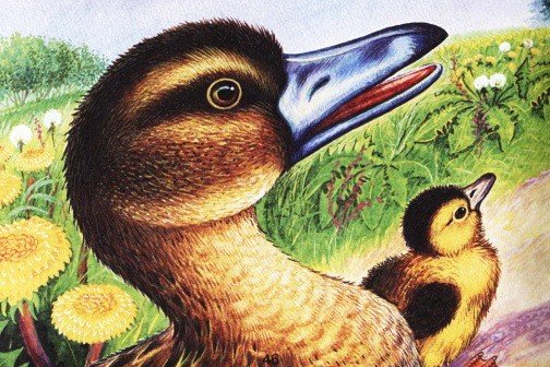 Иллюстрация к рассказу ребята и утята пришвин