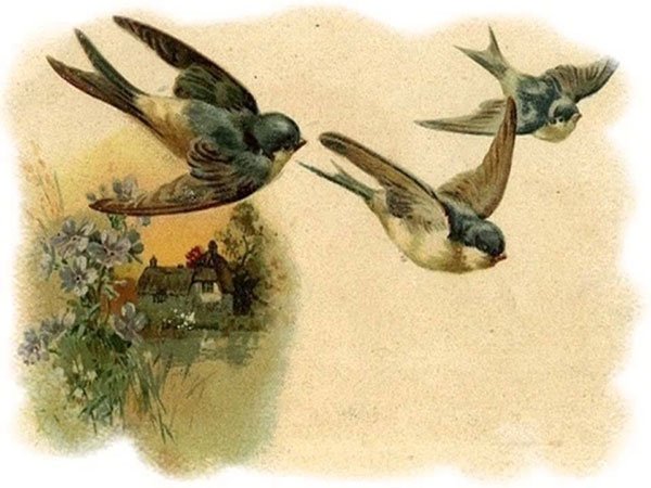 Иллюстрации к стиху Майкова ласточки