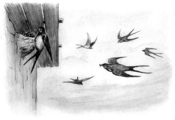 Аполлон Майков ласточки