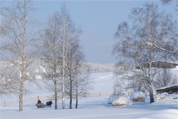 Мелколесье зимой