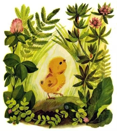 Иллюстрации к сказке Корнея Чуковского цыпленок