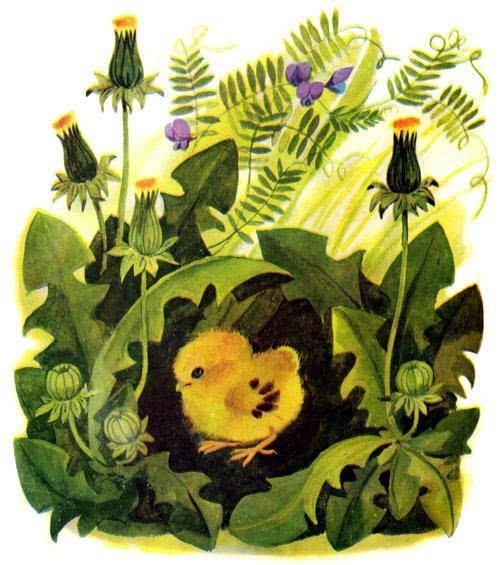 Чарушин Курочка