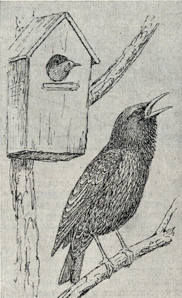 Белов скворцы