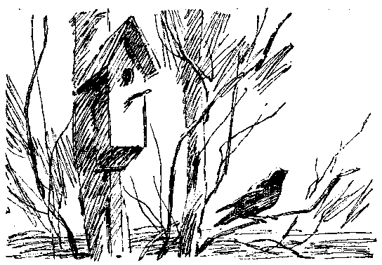 Василий Белов скворцы