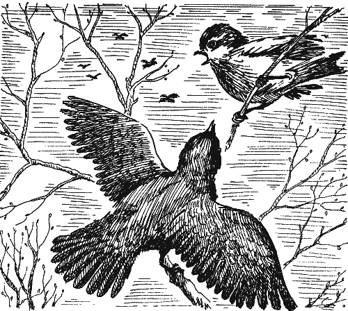 Скворец с скворечником для дошкольников