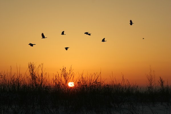Ласточки пропали
