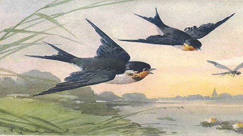 Фет ласточки