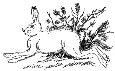 Заячьи лапы раскраска