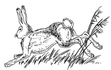 Раскраска заяц Беляк заяц Русак
