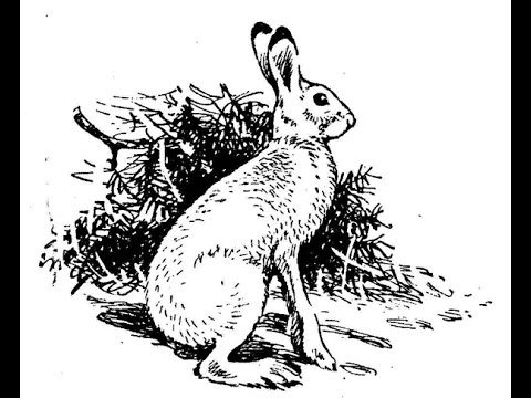 Заяц Русак черно белый