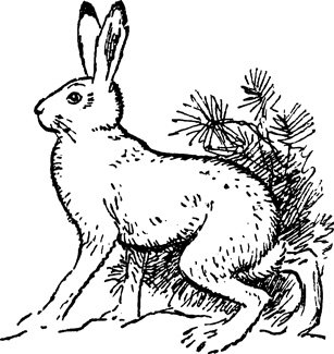 Заяц-Беляк и заяц-Русак рисунок