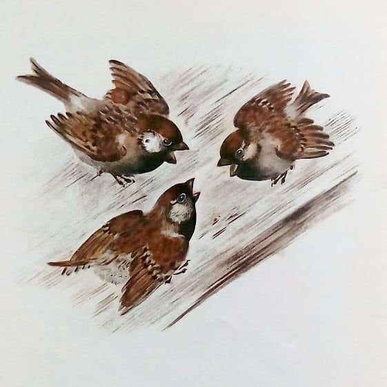 Воробей песни