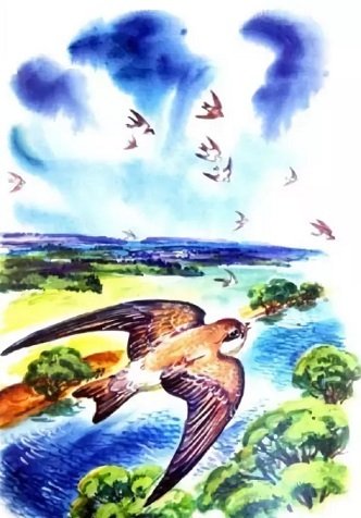 Рисунок стрижонка скрипа