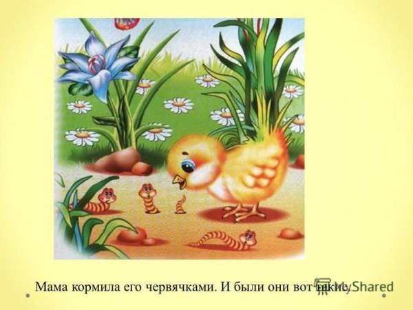 К Чуковский цыпленок с иллюстрациями