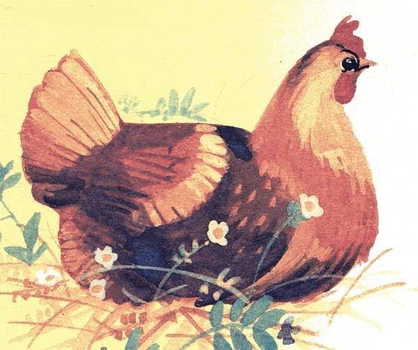 Иллюстрации к произведению чуковского цыпленок (50 фото)