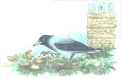 Блок ворона