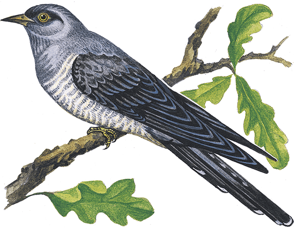 Кукушонок Виталий Бианки рисунки