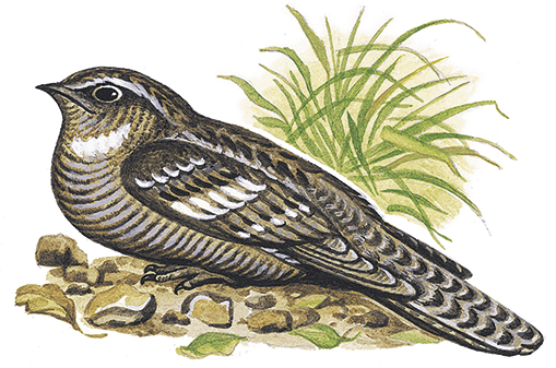 Камиль сен Санс Кукушка