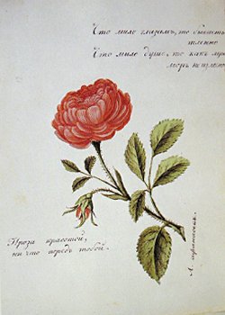 Пушкин увяла роза