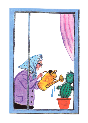 Успенский старушка мыла Кактус на окне