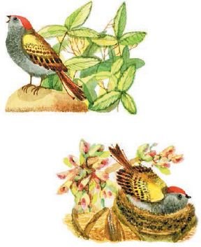 Василий Жуковский птичка