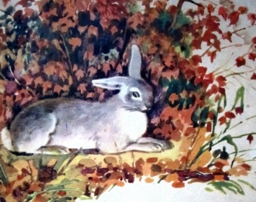 Блок зайчик