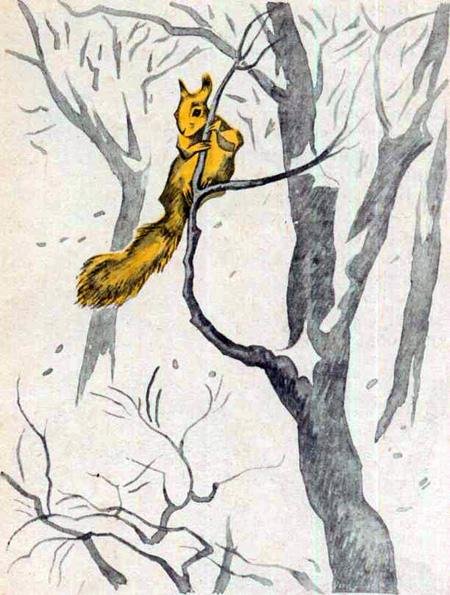 Белка и волк раскраска