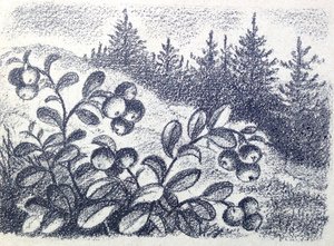 Иллюстрация к стихотворению Бальмонта поспевает брусника