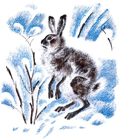 Виталий Бианки Снежная книга