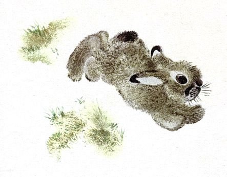 Евгений Чарушин иллюстратор