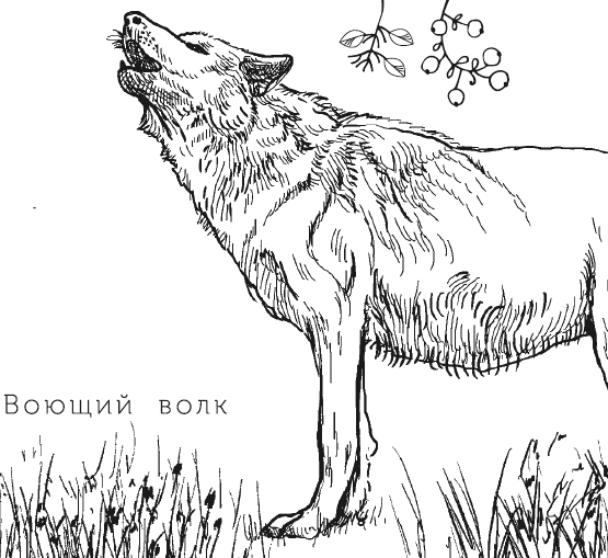Произведение бурый волк. Бурый волк Джек Лондон. Бурый волк Джек Лондон иллюстрации. Рассказ бурый волк Джек Лондон. Бурый волк рисунок.