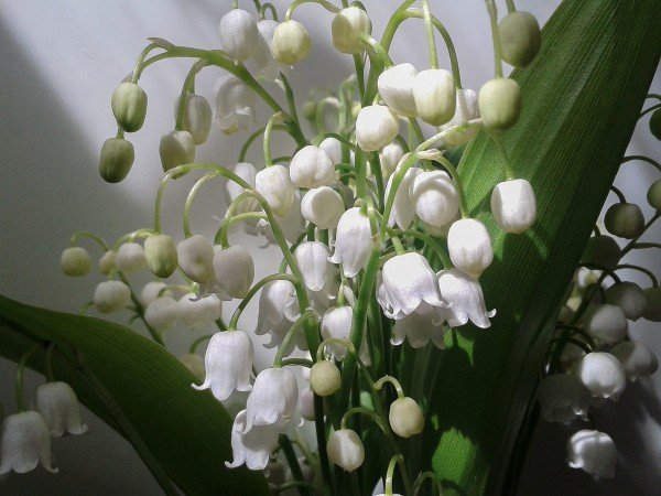 Фомкин Ландыши